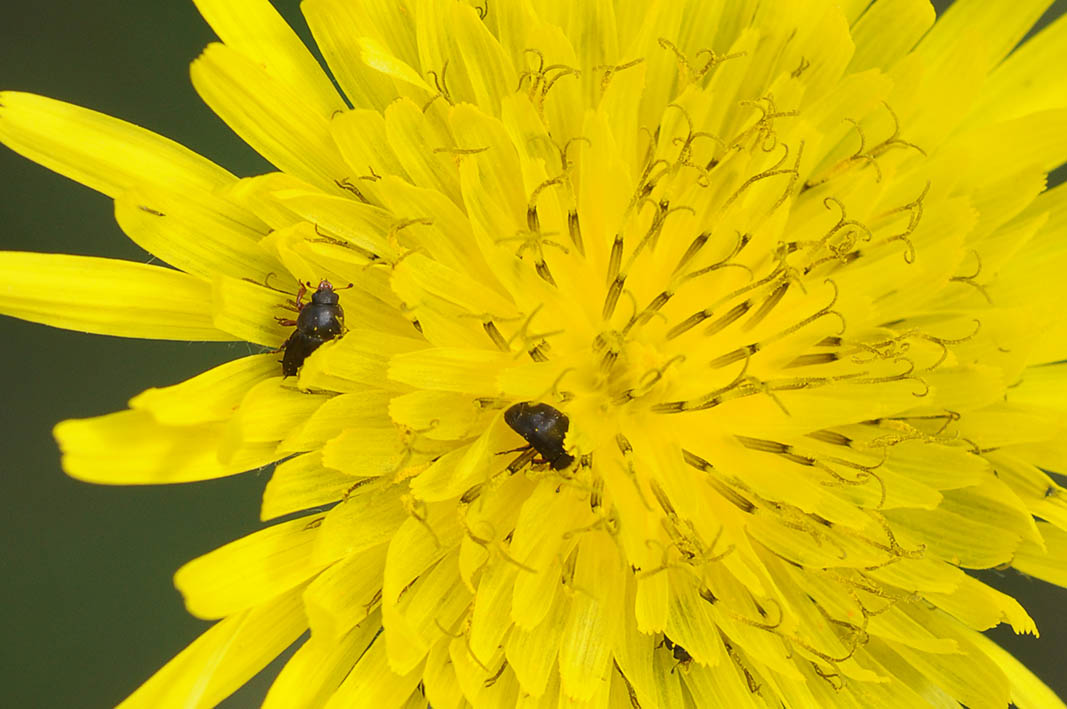 Meligethes sp. (Nitidulidae)